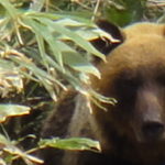 Withコロナの観光・ウィルスとヒグマの共通点 - 寺山元