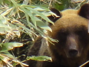 Withコロナの観光・ウィルスとヒグマの共通点 - 寺山元